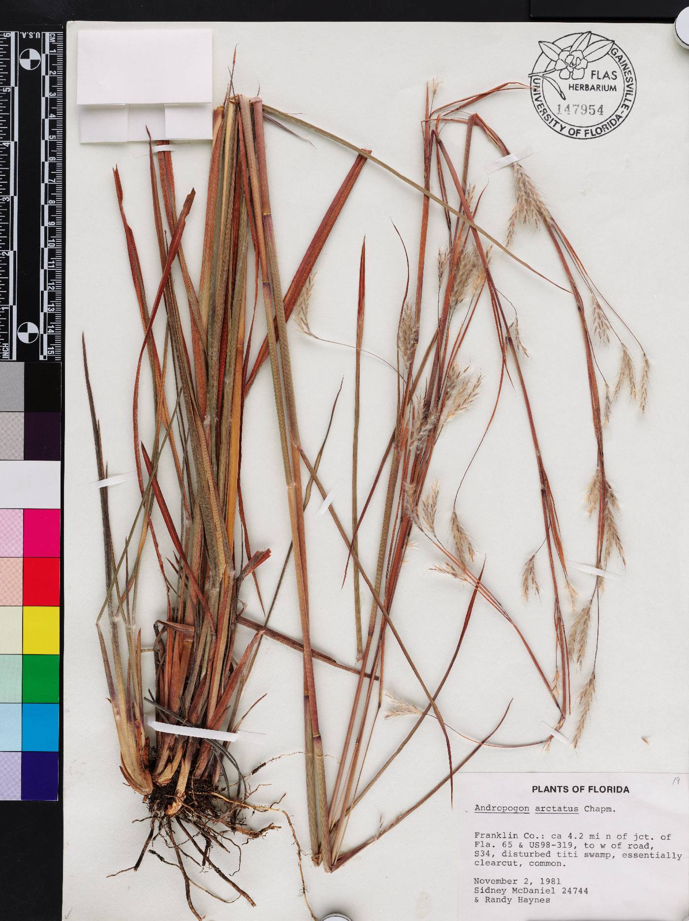 Andropogon arctatus image