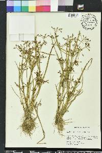 Rhynchospora nitens image