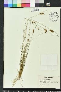 Rhynchospora plumosa image