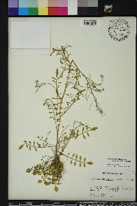 Cardamine parviflora image