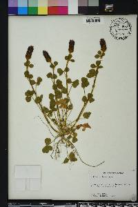 Trifolium incarnatum image