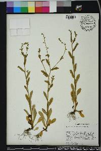 Myosotis macrosperma image