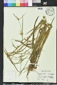 Carex folliculata image