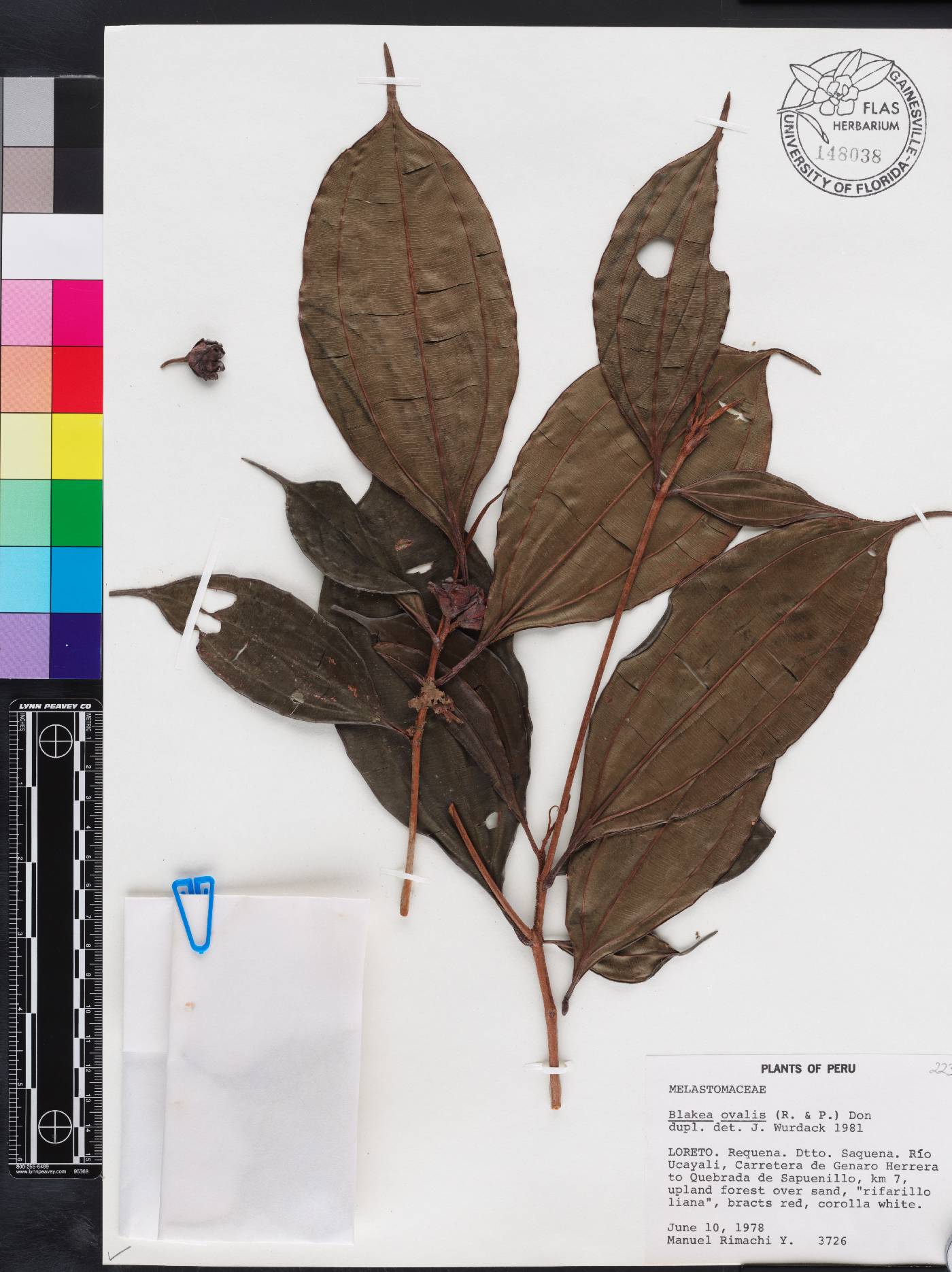 Blakea ovalis image