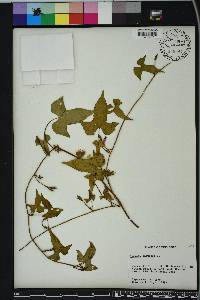 Ipomoea lacunosa image