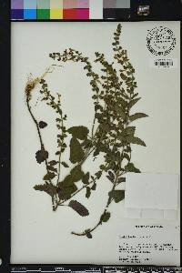 Scutellaria ovata image