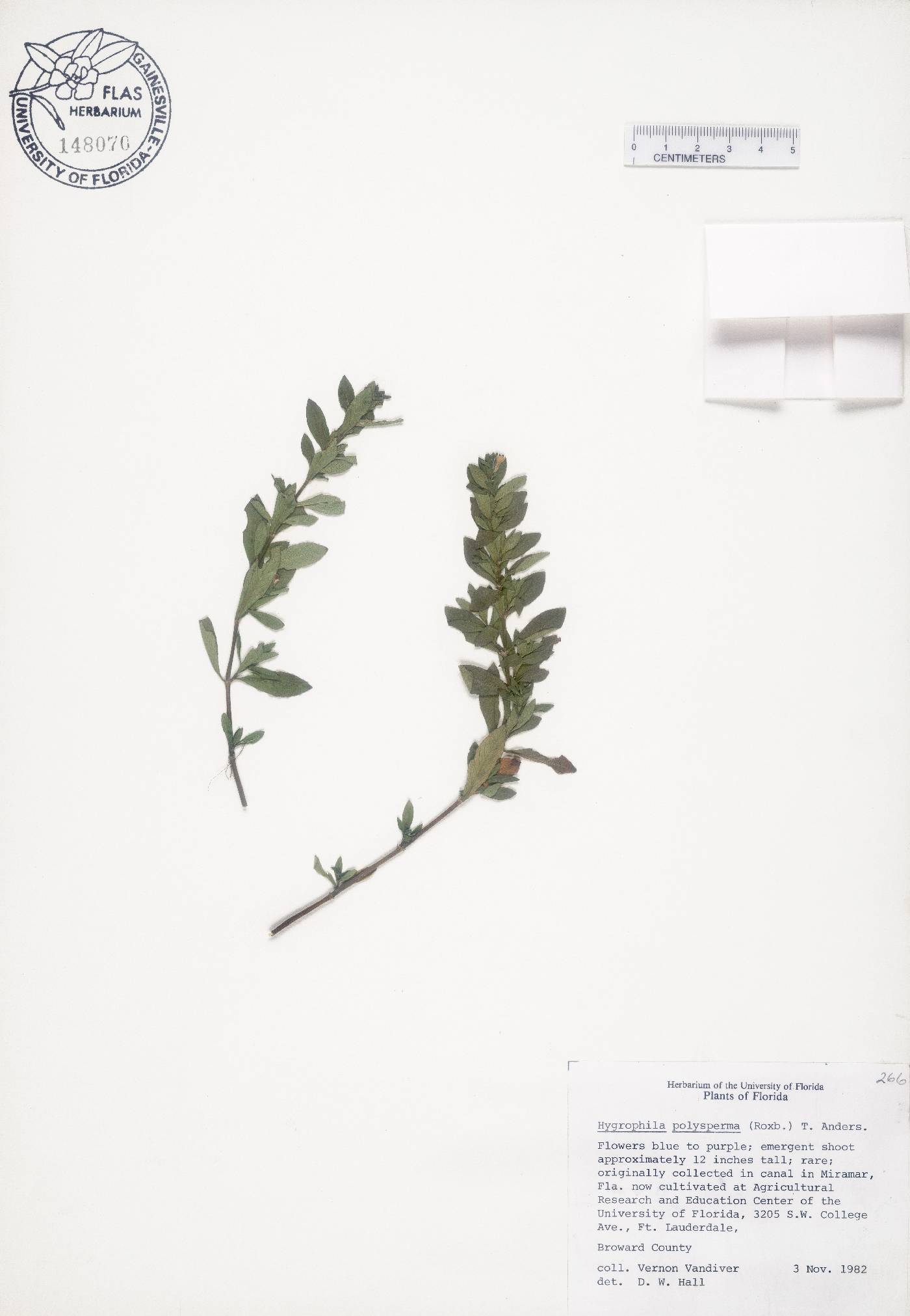 Hygrophila polysperma image