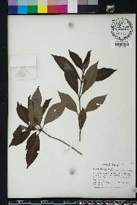 Psychotria nervosa image