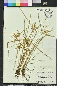 Cyperus iria image