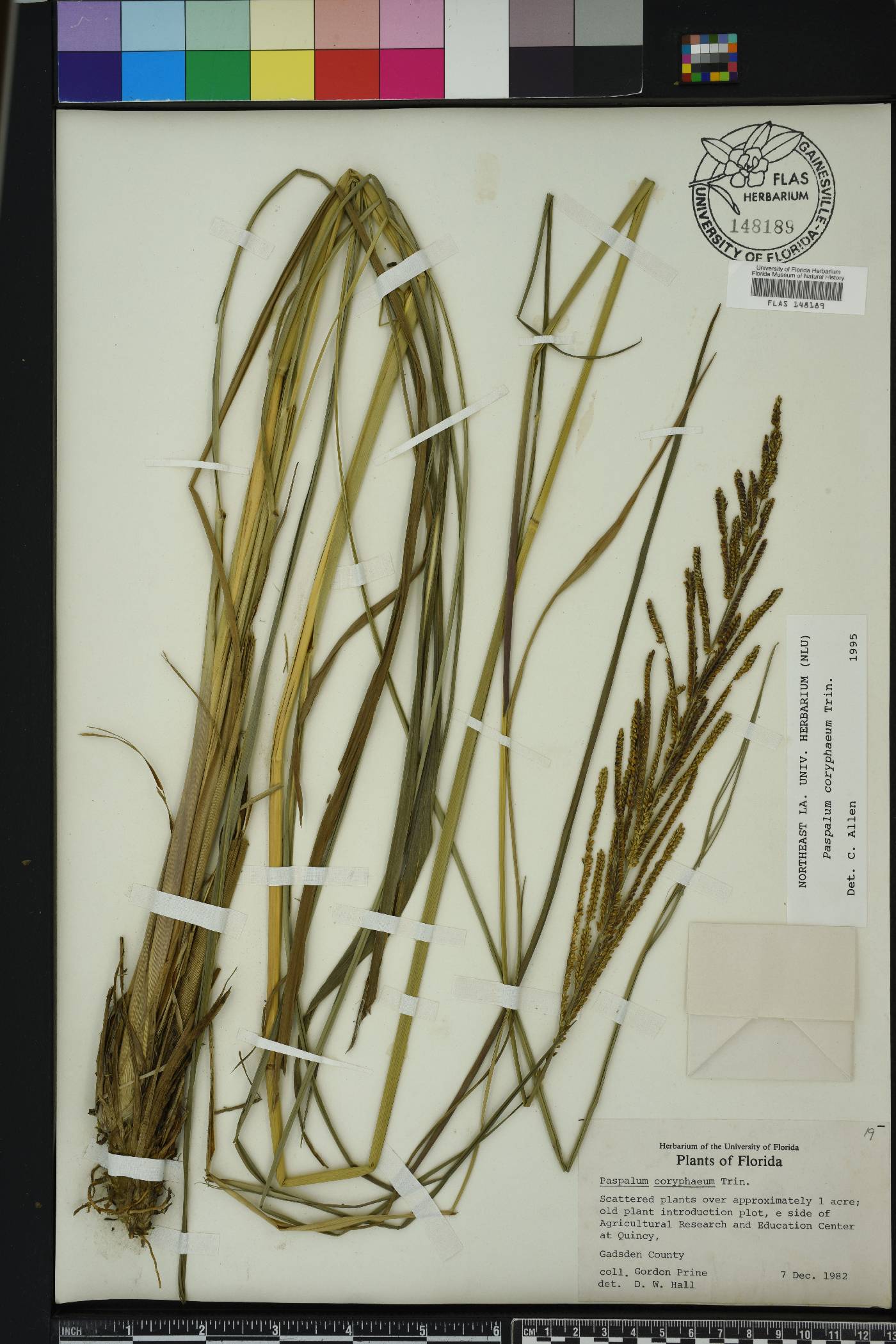 Paspalum coryphaeum image