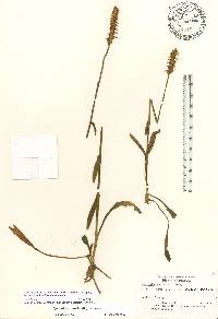 Spiranthes ovalis image