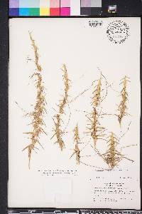 Eremochloa ophiuroides image