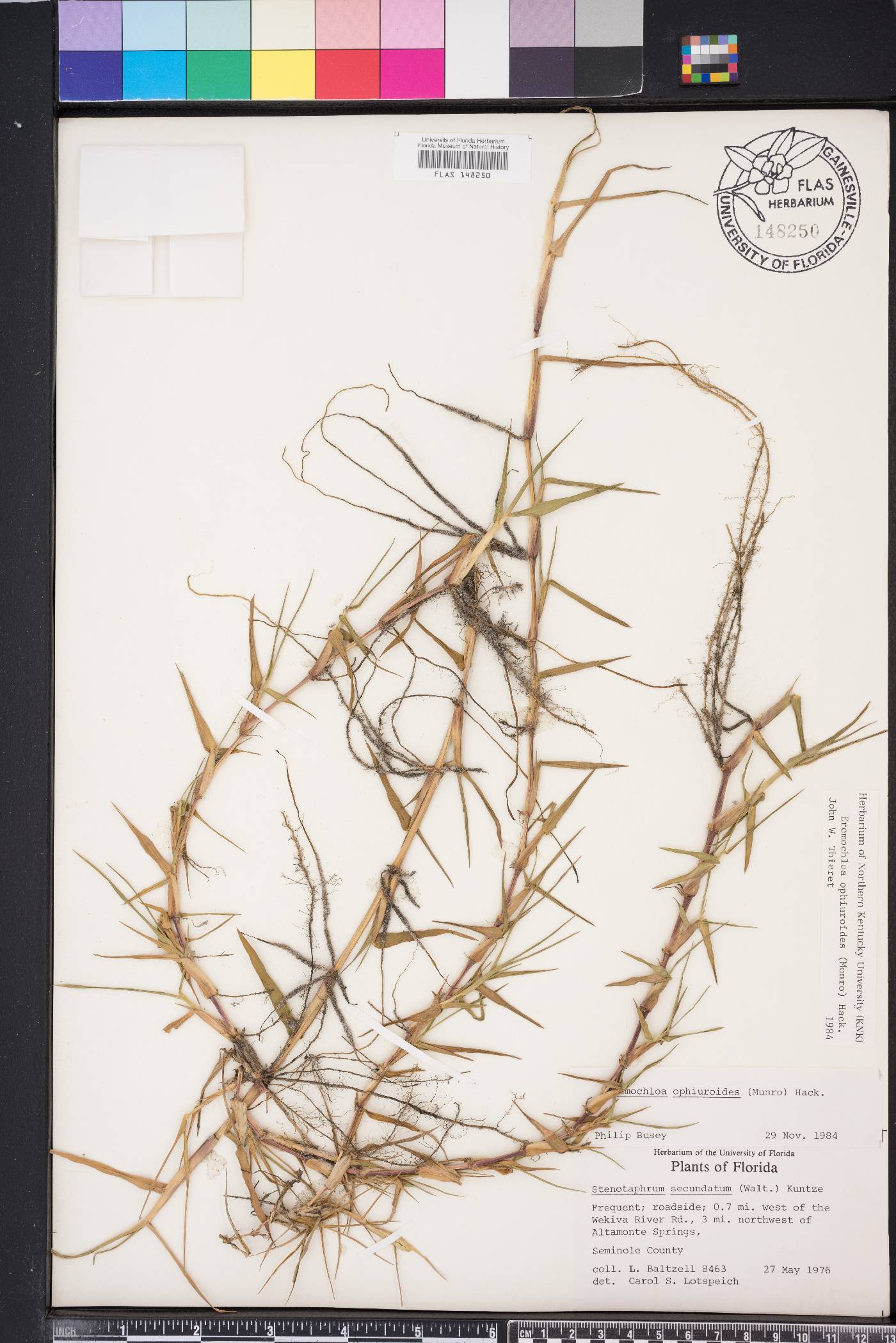 Eremochloa ophiuroides image