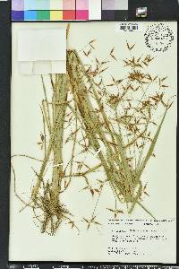 Rhynchospora corniculata image