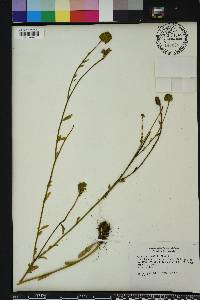 Polygala rugelii image