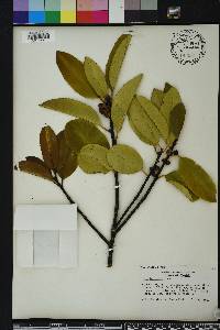 Ilex latifolia image