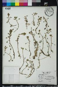 Bacopa monnieri image