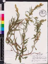 Solidago leavenworthii image