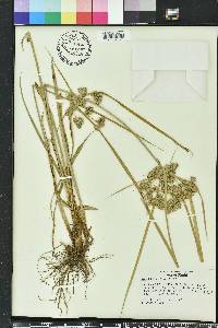 Cyperus distinctus image