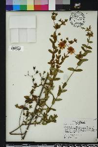 Hypericum myrtifolium image