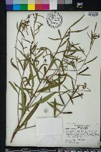 Ludwigia octovalvis image