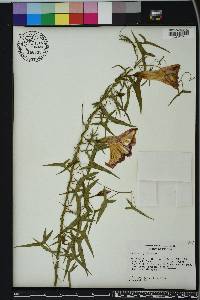 Ipomoea sagittata image