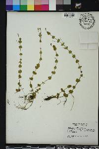 Lindernia grandiflora image