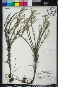 Pityopsis graminifolia image