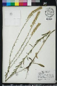 Solidago stricta image