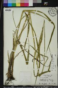 Paspalum urvillei image