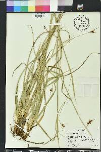 Rhynchospora megalocarpa image