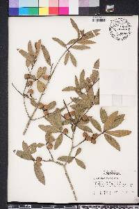 Quercus hemisphaerica image