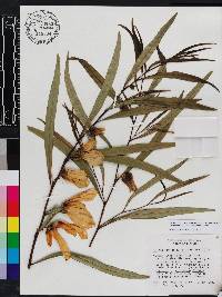 Asimina angustifolia image