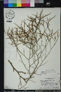 Limonium carolinianum image