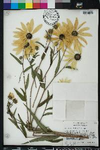 Helianthus simulans image