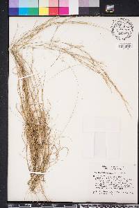 Aristida purpurascens image