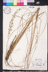 Sorghastrum secundum image