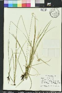 Rhynchospora colorata image