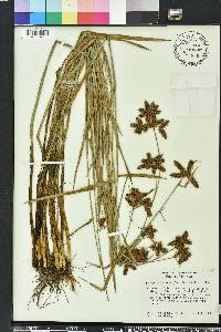 Fuirena breviseta image