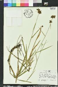 Fuirena breviseta image