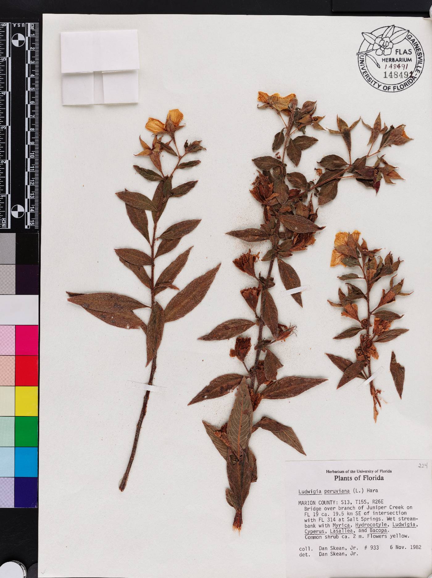 Ludwigia peruviana image