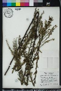 Solidago sempervirens image