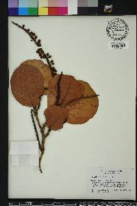 Coccoloba uvifera image