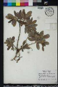 Conocarpus erectus image