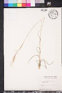 Andropogon gyrans image