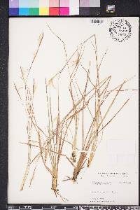 Andropogon gyrans image