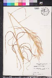 Andropogon longiberbis image