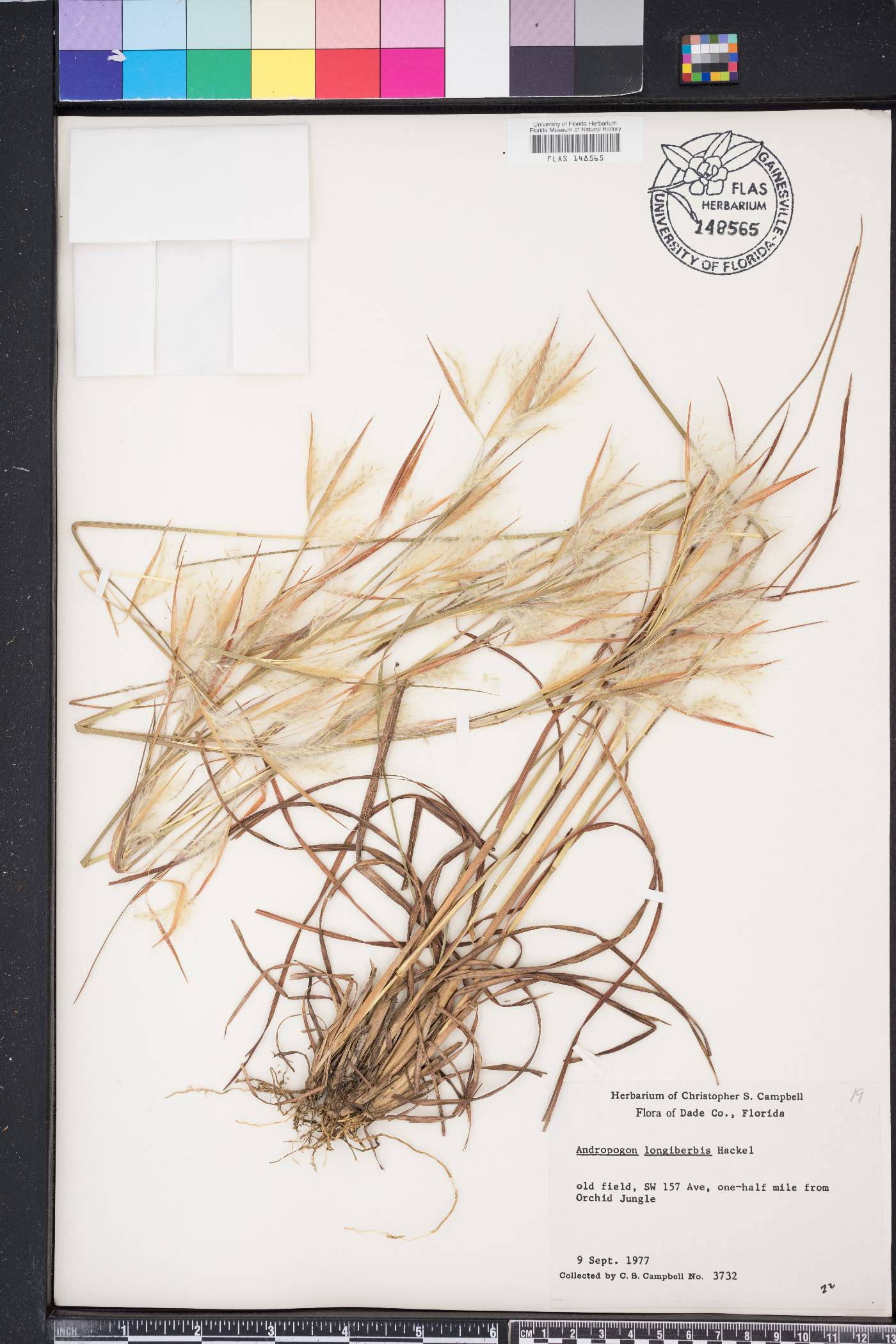 Andropogon longiberbis image