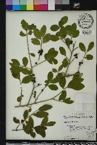 Ilex vomitoria image