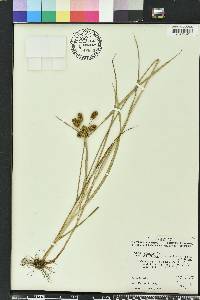 Cyperus retrorsus image